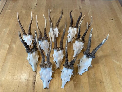 Rehbock gehörn trophäen - gehörn,
