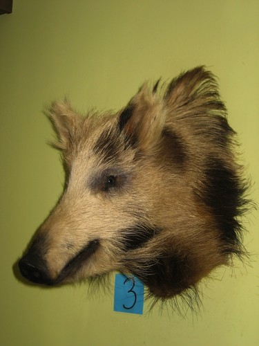 Wildschweinkopf mittel
