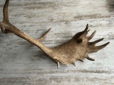 Nr.3 Kapitales Damhirsch