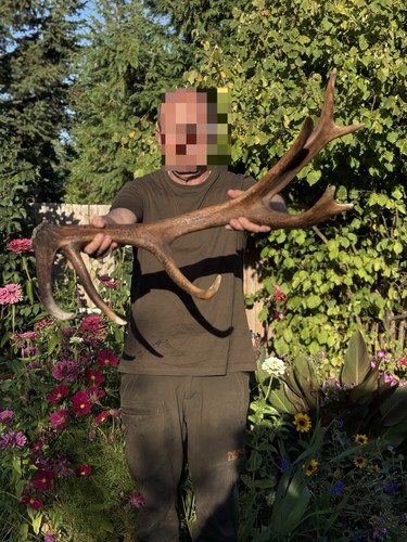 Hirschhorn abwurfstangen - hirschhorn,