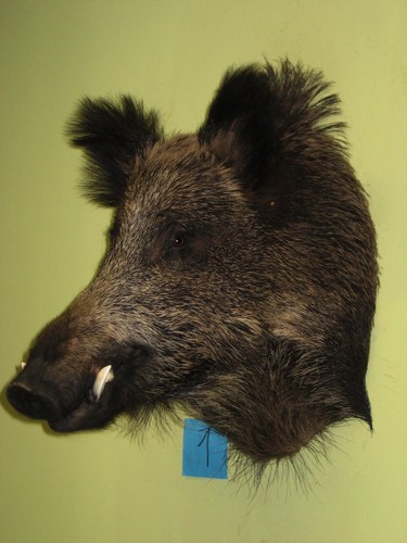 Wildschweinkopf groß - , (1)