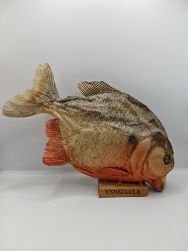 Piranha fisch präparat holz - präparat,