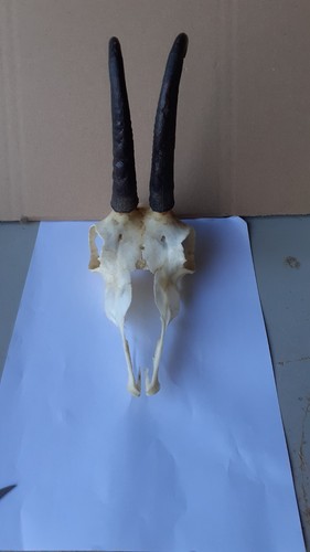 Gamsgeweih 20cm - ca., 20cm.