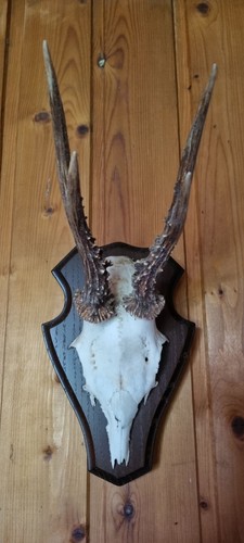Rehgeweih geweih auf holzbrett - geweih,