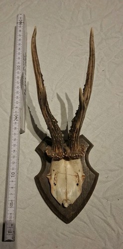 Rehbock geweih trophäe - geweih,