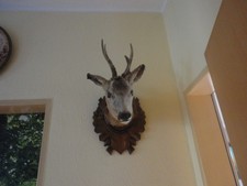 Rehbock Kopf Präparat Geweih