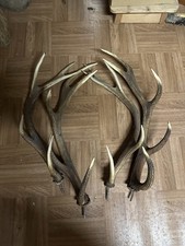 Echte Hirschgeweihe - Guter