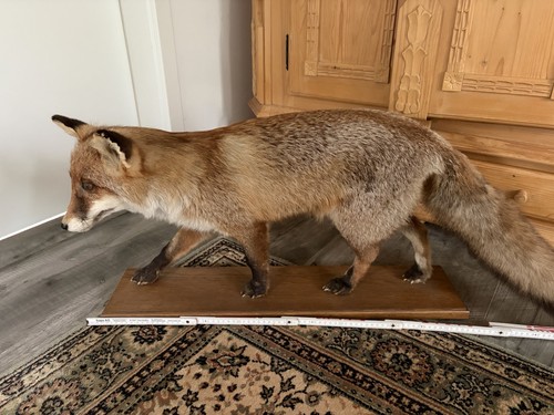 Fuchs rotfuchs stehend - fuchs,