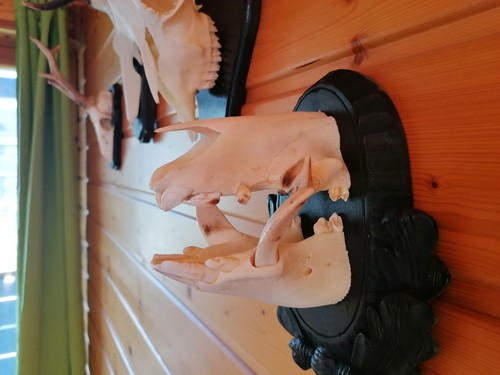 Keilerwaffen gehörn geweih - ,gehörn, ,