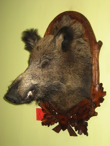 Wildschweinkopf groß - , +
