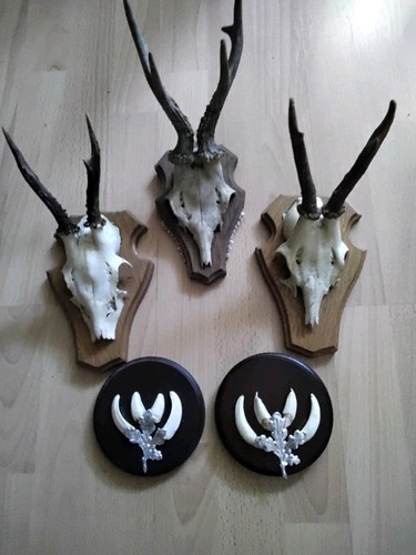 Rehbock trophäe 2 - ×,