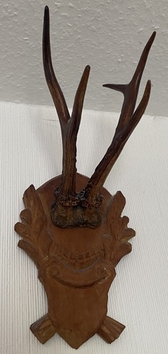 Rehgehörn geweih auf - rehgehörn,