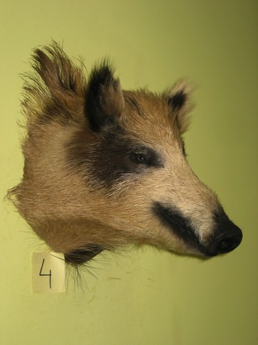 Wildschweinkopf mittel