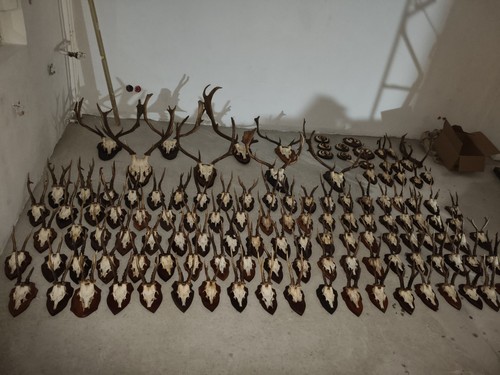 Rehgeweihe geweihsammlung - ,