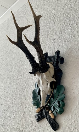 Rehgeweih bock reh - reh, geweih