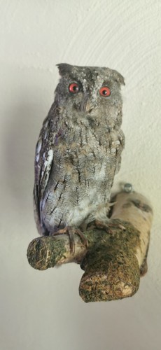 Zwergohreule cites - zwergohreule,,