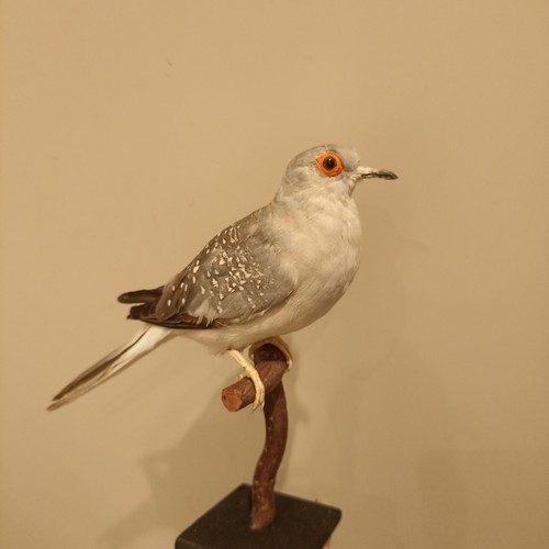 Diamant täubchen dove vogel - dove,