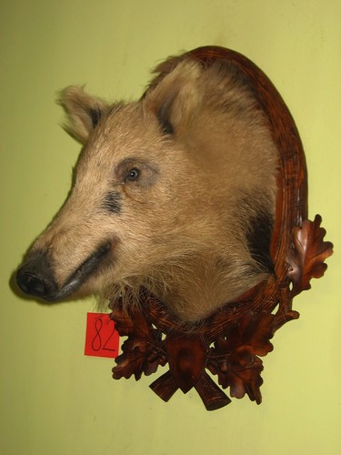 Wildschweinkopf mittel - , (82)