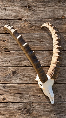 Alpen steinbock trophäe 81cm - trophäe,