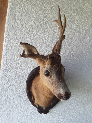 Rehbock präparat abnorm - rehbock/, präparat/abnorm/