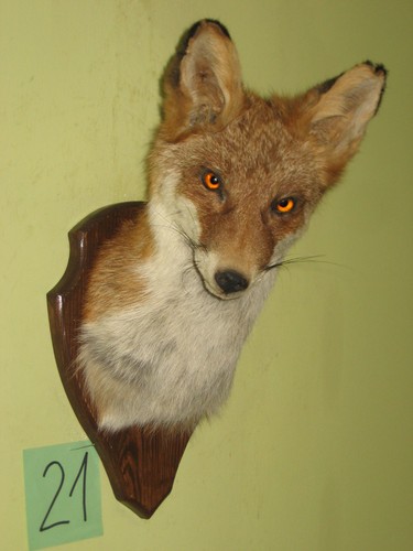 Fuchs kopf präparat - kopf,