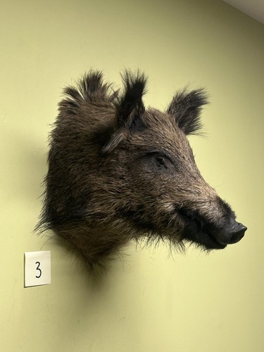 Wildschweinkopf mittel