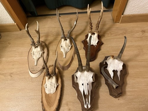 Set jagdtrophäen - set,
