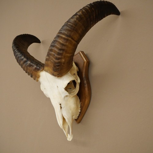 Mufflon - (ovis, gmelini