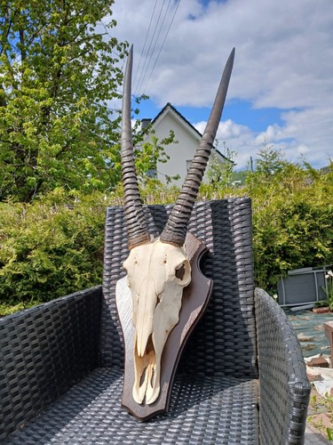 Oryx antilopengeweihstangen - oryx,