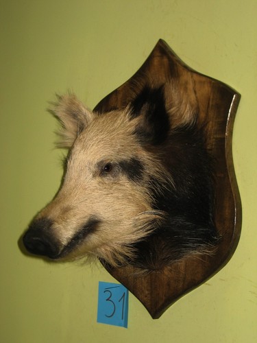 Wildschweinkopf kleines - , (31)