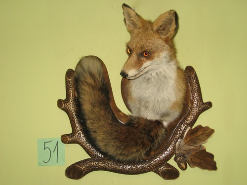Fuchs kopf präparat - kopf, (51)+