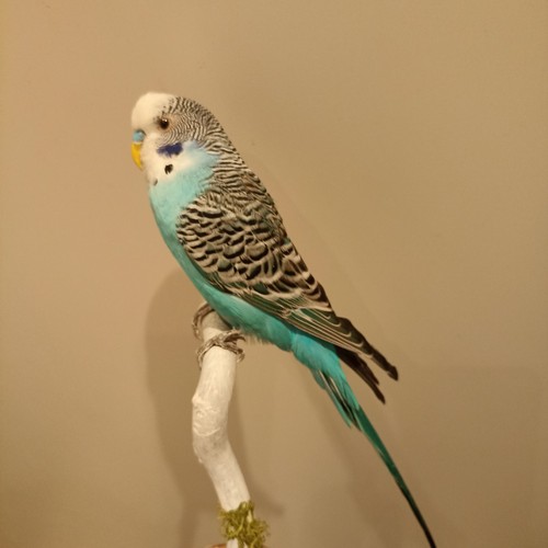 Wellensittich budgerigar - wellensittich,