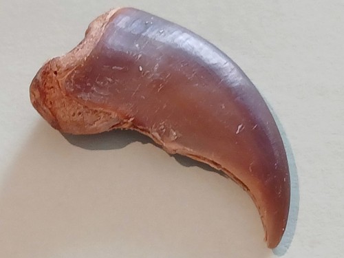 Eisbärenkralle trophäen - eisbärenkralle,