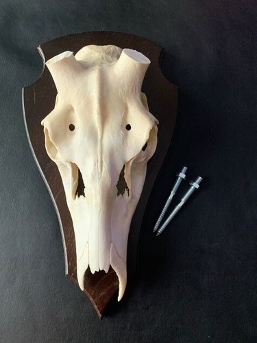 Rothirsch abwurfstangen - g,