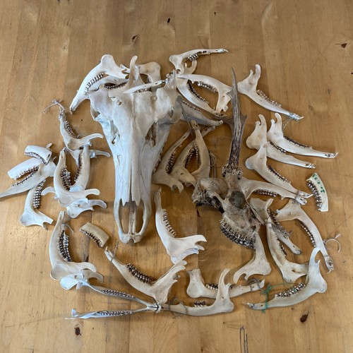 Rehbock kiefernäste halber - kiefernäste,