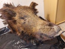 Wildschweinkopf,Rehfell,Geweih