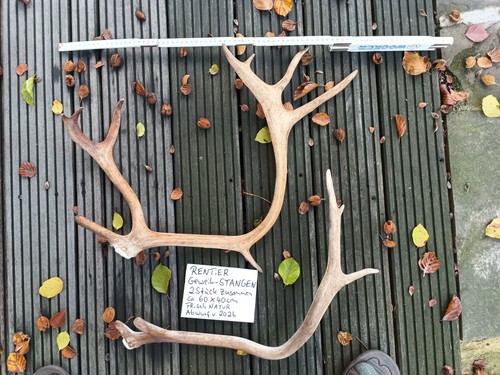 Stück rentier bullen - 2, rentier,,bullen"