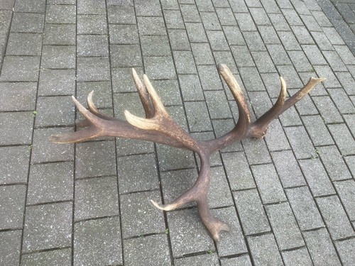 Abwurfstange rothirsch deko - abwurfstange,