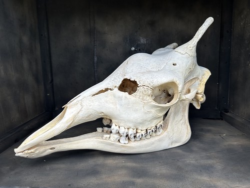 Neu giraffen schädel giraffe - giraffen,