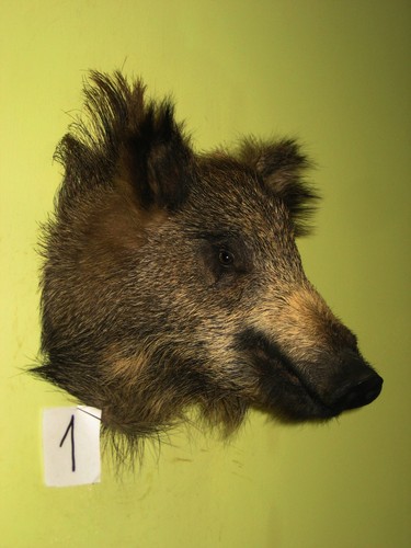 Wildschweinkopf kleines - , (1)
