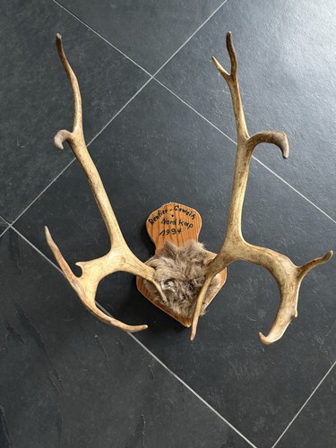 Rentier geweih jagdtrophäe - rentier-geweih,