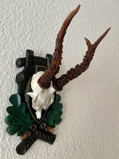 Rehgeweih Bock Reh Geweih