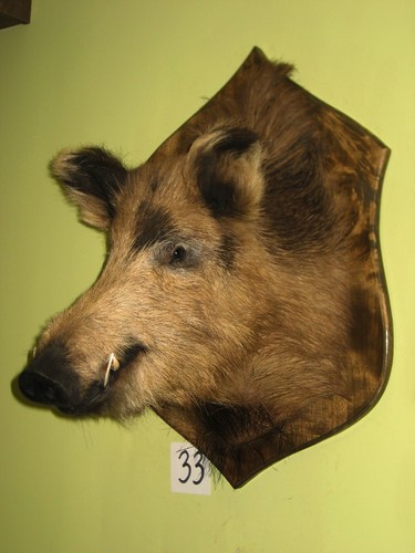 Wildschweinkopf groß - (33), +