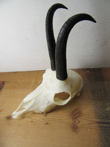 Schöne gams gamsgeiss gämse - gams,