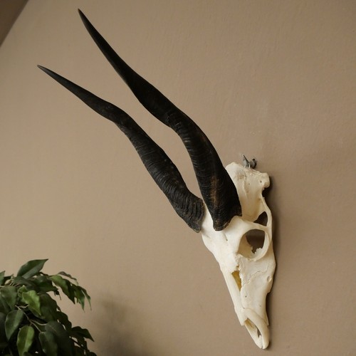 Buschbock tragelaphus - buschbock, (tragelaphus