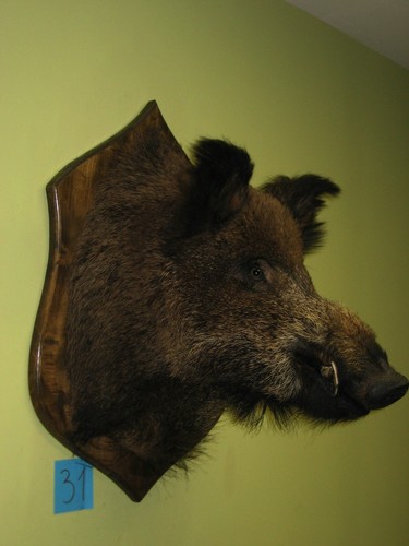 Wildschweinkopf groß - , (31)
