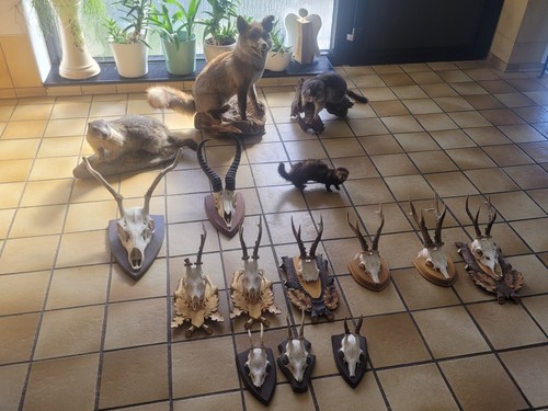 Jagd trophäen geweihe - jagd,