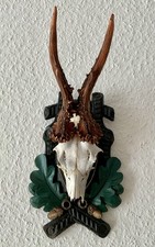 Rehgeweih Bock Reh Geweih