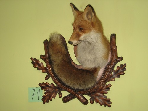 Fuchs kopf präparat - fuchs,