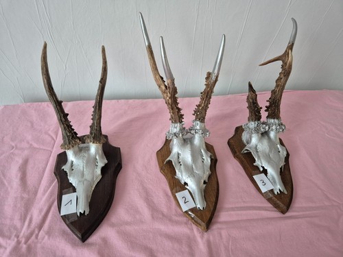 Hochwertige rehbock trophäen - hochwertige, rehbock-trophäen